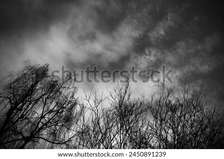 Black and white dramatic view, birds scenery, flying birds on sky with clouds and trees with bare branches, autumn motif, winter time, cold weather, magical atmosphere