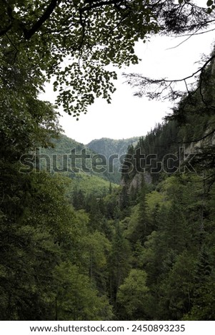 Exterior photo view of a natural valley in a forest woods with hills and mountains depth wild in nature dark lost green place