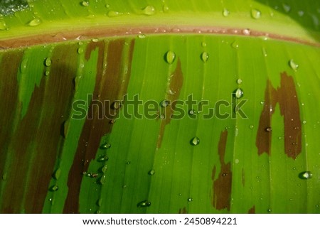 green, maroon and dew coloured background. can be used as a slide screen in powerpoint.