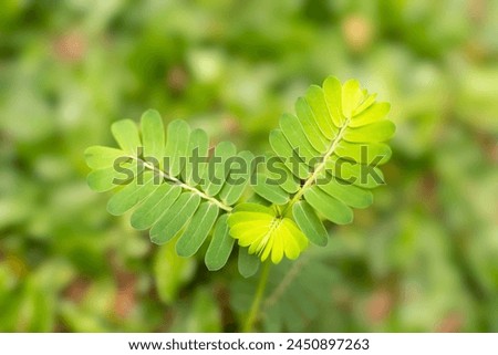 Phyllanthus urinaria (meniran, chamber bitter, gripeweed, shatterstone, stonebreaker, leafflower)