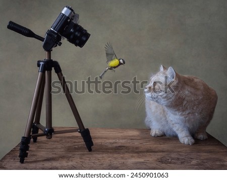 The camera, flying bird and red british cat