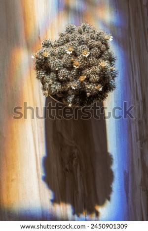 Vertical flower wallpaper. Creative plant photo. Cactus in a rainbow light of different colours. Potted flower casting a shadow.