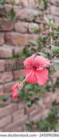 Hibiscus is a beautiful flowering plant known for its large, colorful blooms. It's often grown for ornamental purposes and can be found in various colors such as red, pink, yellow, and white. Addition