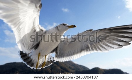 Seagull flying over the ocean with blue sky background.                              
