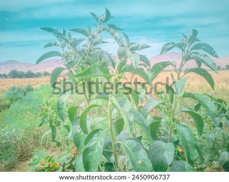 it is so good plant  Royalty-Free Stock Photo #2450906737