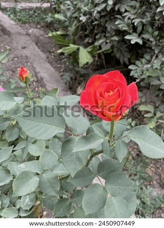 VINSEE Red flowers type in Asia Nepal garden