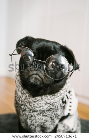 Amazing adult black pug with sunglasses image.

