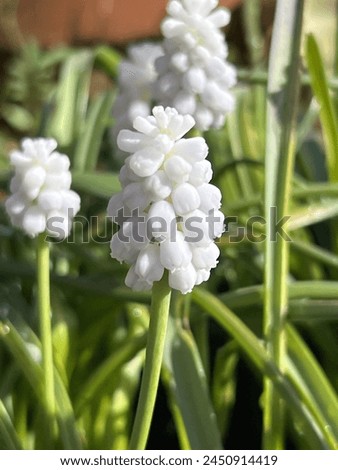 Muscari armeniacum 'Siberian Tiger' (Porcelain White Grape Hyacinth) flowering in a pot in spring Royalty-Free Stock Photo #2450914419