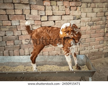 "A rustic adorable brown goat kid, the epitome of playful curiosity and rural charm. Perfect for farm-life concepts."