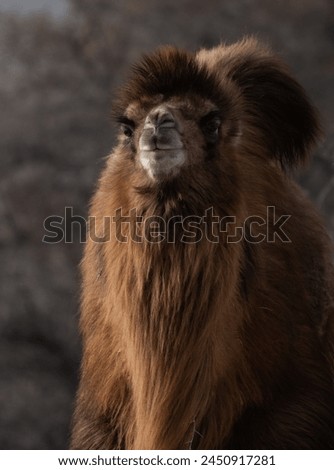 Double Humpad wild camel  
A small population of bactrian camel exists in the Nubra valley of Ladakh India 
Mainly used for carrying goods and  popular among tourists for safaris  in the Nubra valley Royalty-Free Stock Photo #2450917281