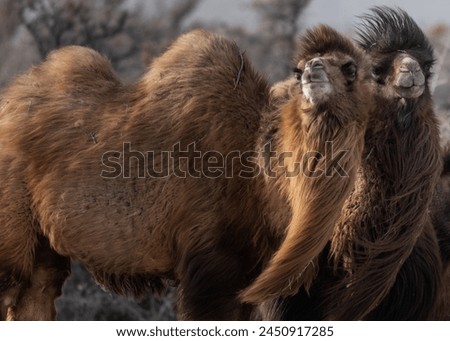 Double Humpad wild camel  
A small population of bactrian camel exists in the Nubra valley of Ladakh India 
Mainly used for carrying goods and  popular among tourists for safaris  in the Nubra valley Royalty-Free Stock Photo #2450917285