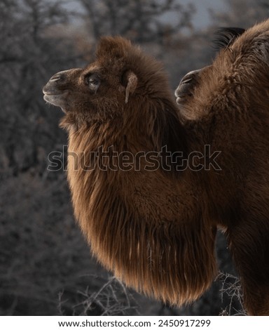 Double Humpad wild camel  
A small population of bactrian camel exists in the Nubra valley of Ladakh India 
Mainly used for carrying goods and  popular among tourists for safaris  in the Nubra valley Royalty-Free Stock Photo #2450917299