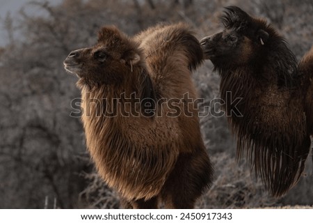 Double Humpad wild camel  
A small population of bactrian camel exists in the Nubra valley of Ladakh India 
Mainly used for carrying goods and  popular among tourists for safaris  in the Nubra valley Royalty-Free Stock Photo #2450917343