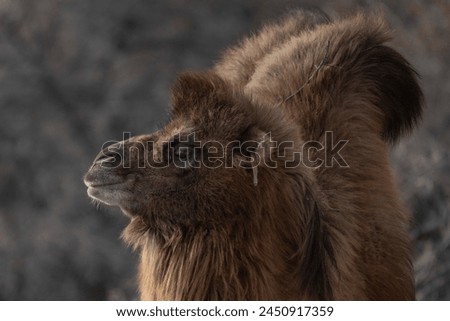 Double Humpad wild camel  
A small population of bactrian camel exists in the Nubra valley of Ladakh India 
Mainly used for carrying goods and  popular among tourists for safaris  in the Nubra valley Royalty-Free Stock Photo #2450917359