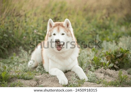 Portrait of the beautiful siberian husky dog with brown eyes lying in the field at sunset in fall