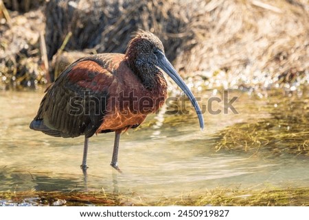 The glossy ibis, latin name Plegadis falcinellus, searching for food in the shallow lagoon. A brown ibis stands in the water on the shore of the lake. Royalty-Free Stock Photo #2450919827
