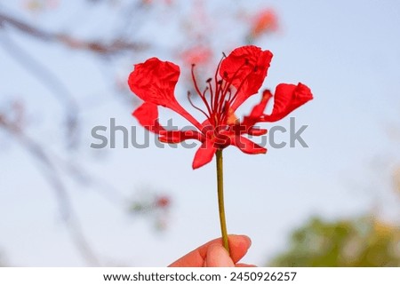Selective focus colorful Delonix Regia flower in the sky background.Also called Royal Poinciana, Flamboyant, Flame Tree.Beautiful red flower in a garden.