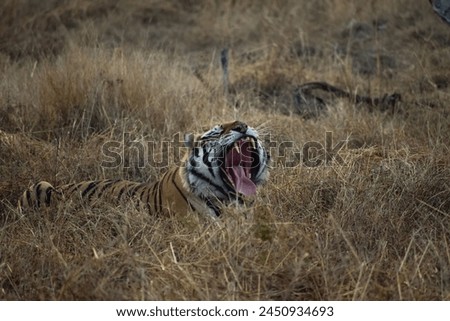 Tiger roaring in Panna Tiger Reserve Royalty-Free Stock Photo #2450934693