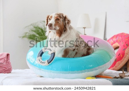 Cute Australian Shepherd dog with swim ring in bedroom. Travel concept