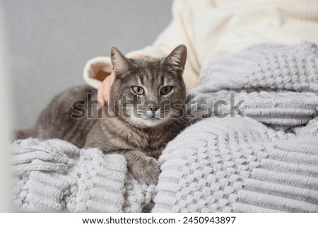 Cute cat with senior woman and plaid on sofa at home, closeup Royalty-Free Stock Photo #2450943897