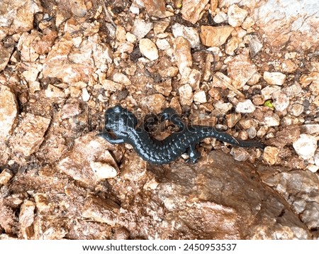 The Bavarian Alpen Salamander with a view from top while he walk along a gravel path