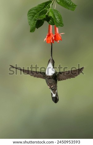 Collared Inca (Coeligena torquata) feeding on tropical flower, Ecuador - stock photo