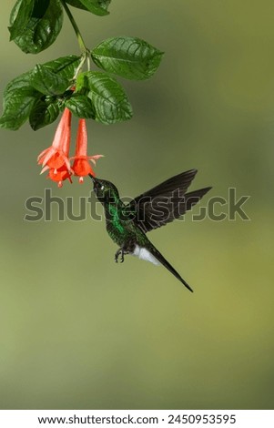 Tourmaline Sunangel (Heliangelus exortis) hummingbird feeding on flower, Ecuador, South America - stock photo