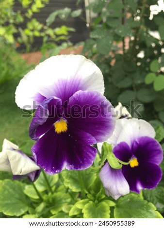 A purple poppy flowers with green leaves in a garden a symbol of peace, sleep and death
