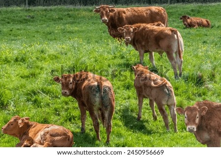 YOUNG COWS ARE LOOKING AT THE CAMERA,Love you forever. Love moment between mother and her newborn baby cow, SO CUTE AND AMAZING TO SEE Royalty-Free Stock Photo #2450956669