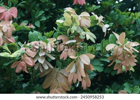 the Leaves of Rare Fruit, Namnam or Cynometra Cauliflora Edible Fruit. leaves as a natural background Royalty-Free Stock Photo #2450958253