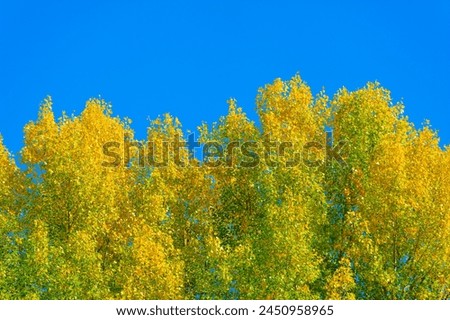 Stunning display of red, orange and yellow flowers on tree leaves. Captivating lighting that brings out vibrant colors. An ideal place for autumn photo shoots or nature walks.