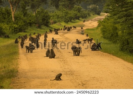 Baboons on the road, Queen Elizabeth National Park, Uganda