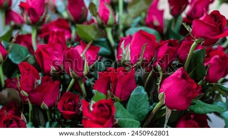 A beautiful colors of rose. Focus on the center of the image. 