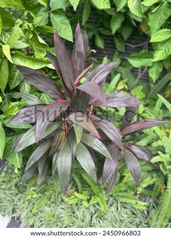 Close Up Picture with Cordyline Fruticosa in Indonesia