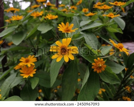 a landscape picture of yellow flower taken bokeh. 