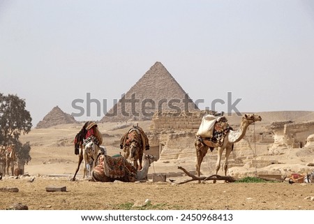 Camels with the pyramid of Menkaure in the background at the Giza Pyramid Complex in Giza, Egypt, also called the Giza Necropolis. It was built during the Fourth Dynasty of the Old Kingdom Royalty-Free Stock Photo #2450968413