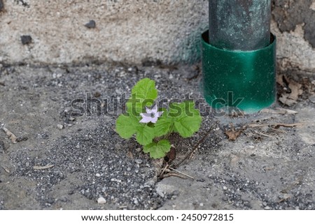Nature's resilience: a flower blooms within asphalt crevices Royalty-Free Stock Photo #2450972815