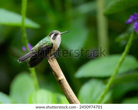 Speckled Hummingbird on stick on green background 