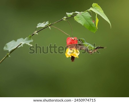 Speckled Hummingbird in flight collecting nectar from red yellow flower on green background