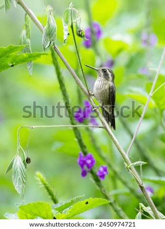 Speckled Hummingbird on a plant stem on green background 