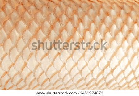 Fish scale, snake skin texture background. Scaly dragon background. Abstract pattern of fish scale scallop. Mermaid scales gold golden beige tan shine gloss white glossy.
