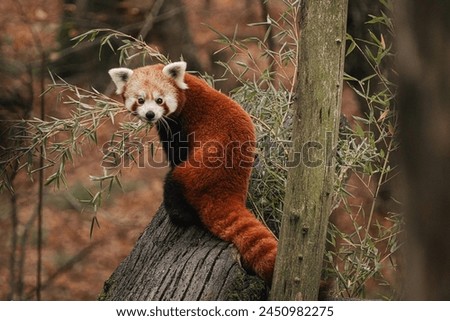  Red pandas have a distinctive appearance with reddish-brown fur on their upper parts, contrasting with a black-and-white face and a long, bushy tail. They have round faces with white markings around  Royalty-Free Stock Photo #2450982275