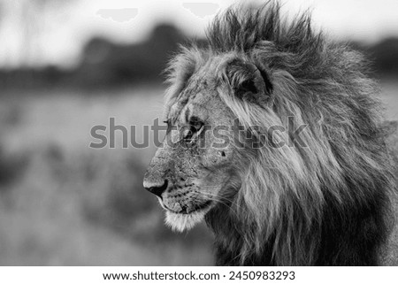 A male lion is seen in Okavango Delta on January 2024