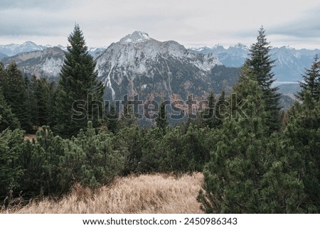 landscape photography of mountains in Bavaria, a large pine forest with some brown grass and small bushes on the ground