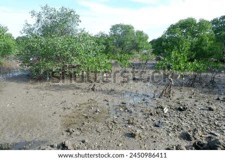 Avicennia marina, commonly known as the grey mangrove, is a species of mangrove tree that is widely distributed in coastal regions of tropical and subtropical areas worldwide Royalty-Free Stock Photo #2450986411