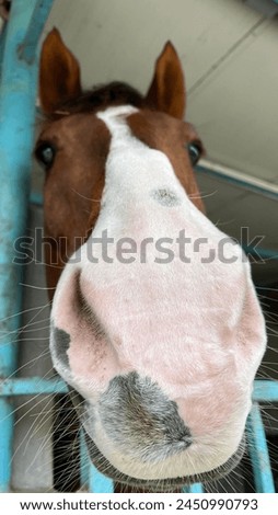 cute brown horse nose picture