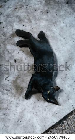 Black cat sleeping on cement floor
