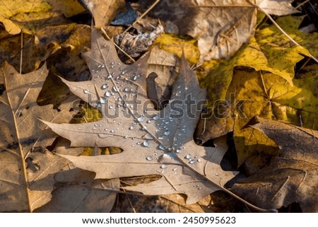 natural autumn background. raindrops close-up on a fallen oak leaf, yellow leaves lie on the ground, Royalty-Free Stock Photo #2450995623