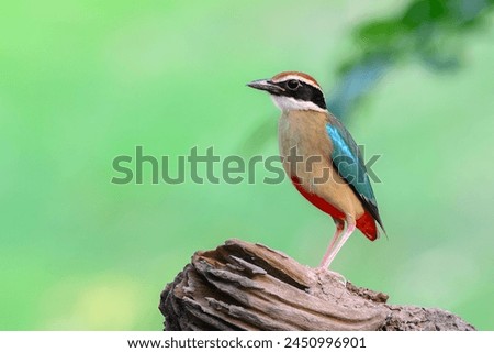 Close-up of Fairy Pitta ,pretty and colorful bird.