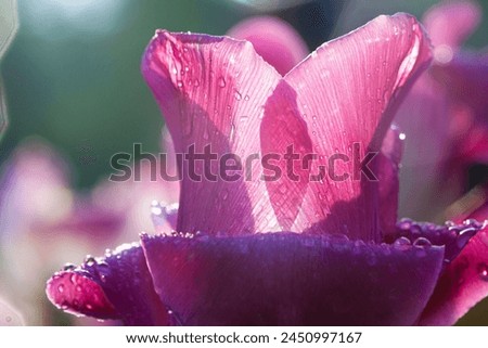Pink tulip closeup in garden at the sunrise time